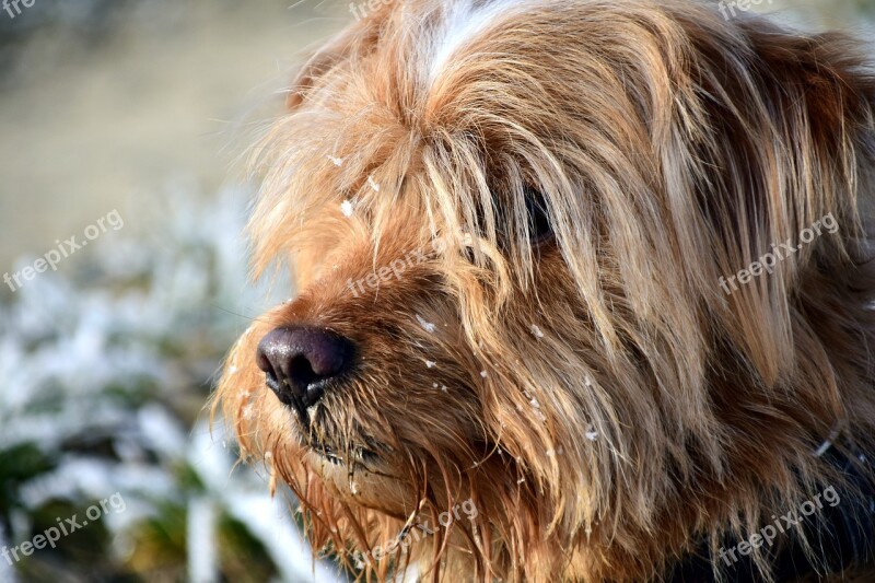 Dog Hybrid Winter Head Portrait