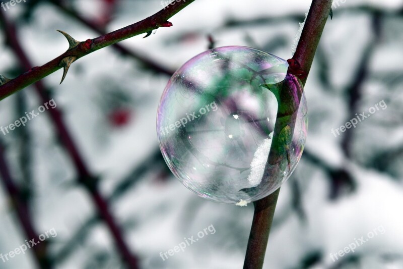 Bubble Soap Bubble Winter Thorns Bubble And Thorns