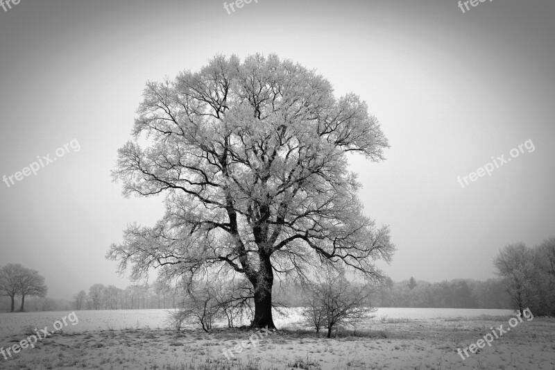 Winter Tree Winterbaum Wintry Cold