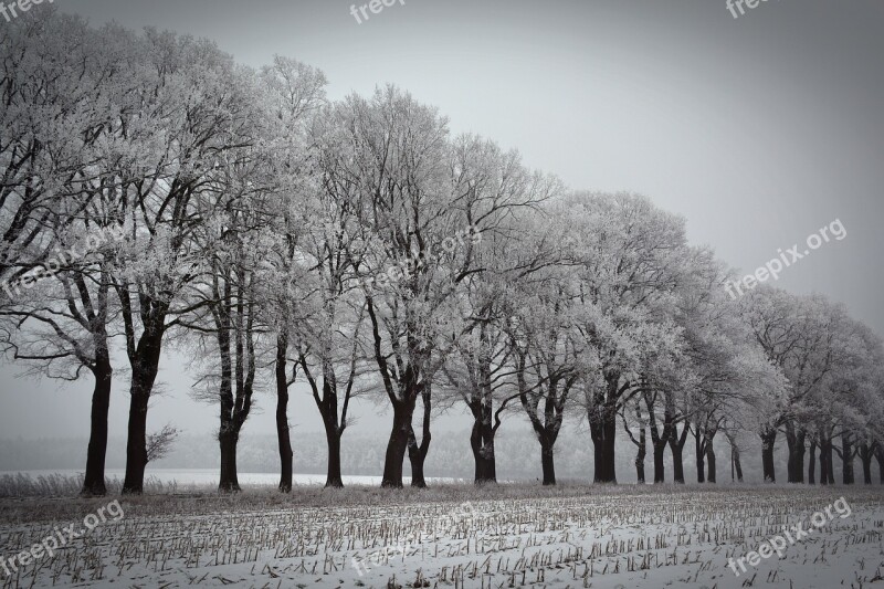 Winter Trees Avenue Winter Trees Wintry