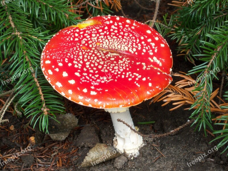 Mushroom Nature Forest Autumn Mushroom Picking