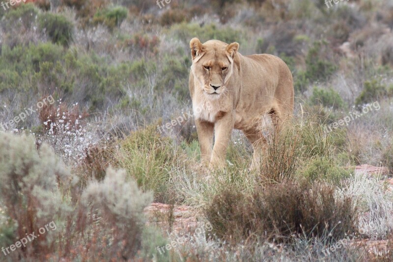 South Africa Aquila Gaming Resort Lioness Wild Animals Big Five