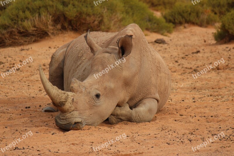 South Africa Rhino Rest Body Kits Wild Animals