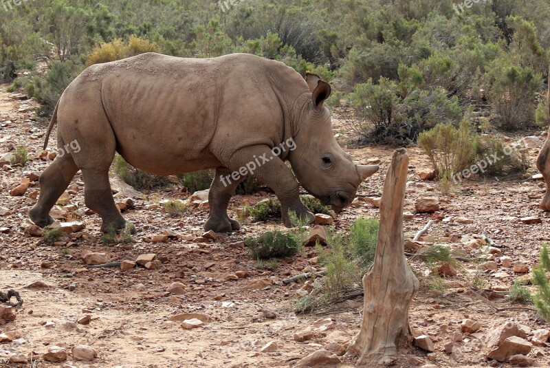 South Africa Aquila Gaming Resort Rhino Baby Rhinoceros Big Five