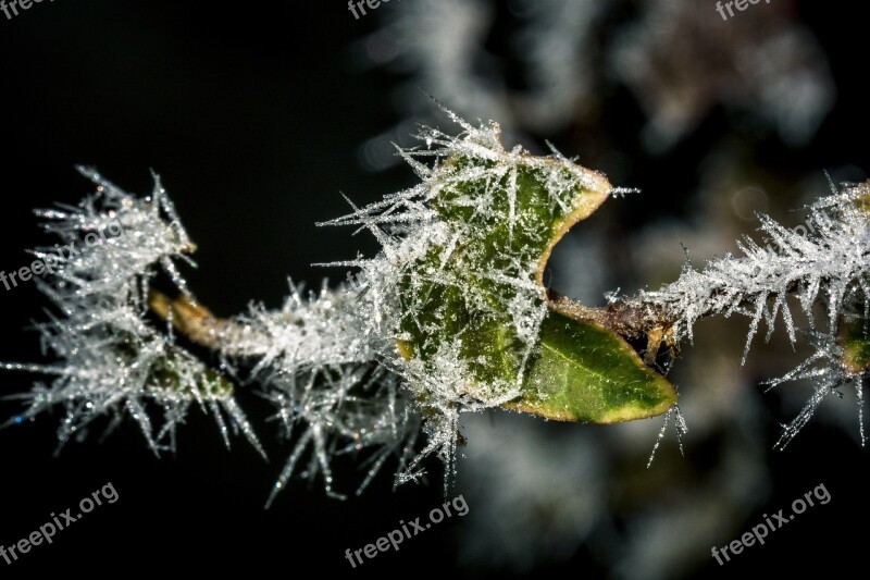 Frost Cold Ice Winter Leaves