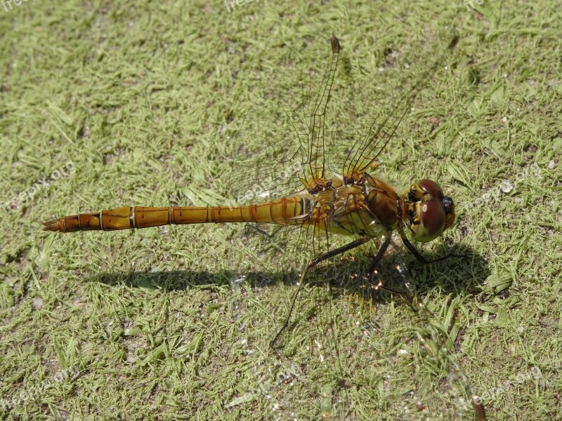 Dragonfly Close Up Nature Insect Creature