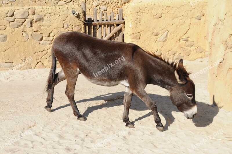 Zoo Emmen Donkey Animal Beast Of Burden Free Photos