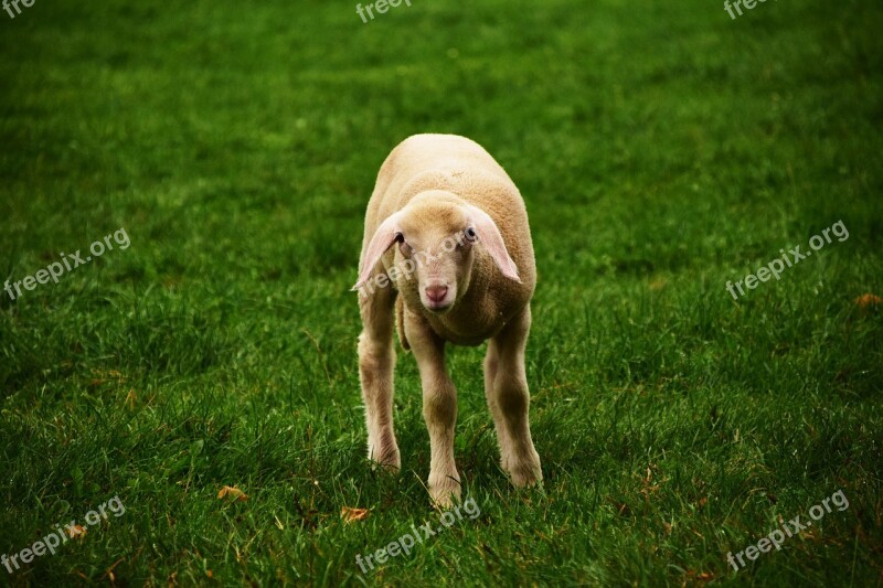 Lamb Sheep Meadow Schäfchen Easter