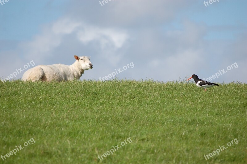 Dike Sheep North Sea Deichschaf Free Photos