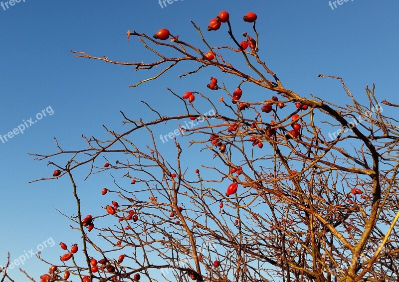 Rose Hip Sky Winter Blue Red