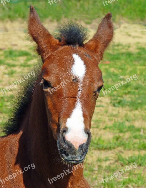 Horse Pure Arab Blood Breeding Horses Head Arabic