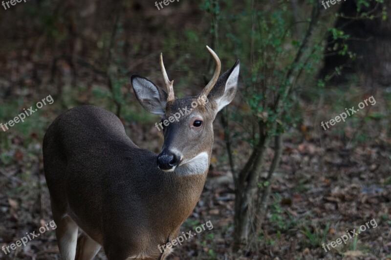 Deer Young Buck White-tailed Wildlife