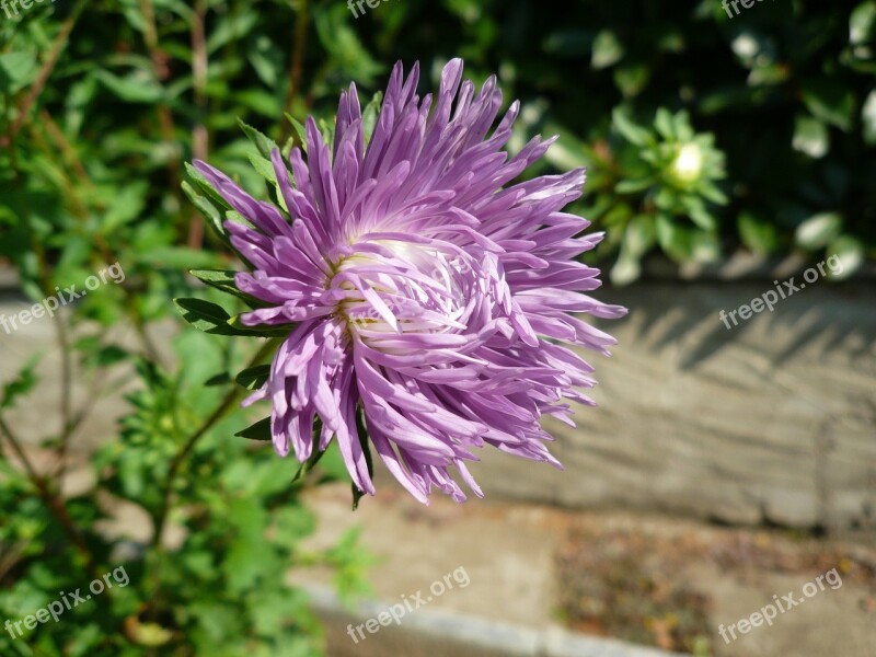 Flower Petals Beauty Purple Flowers Chrisantema