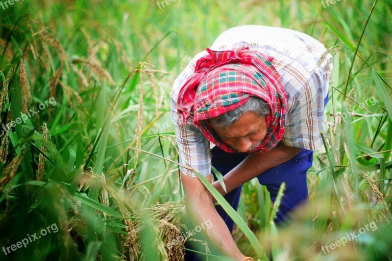 Occupy Route Thailand Men's Agriculture Rice