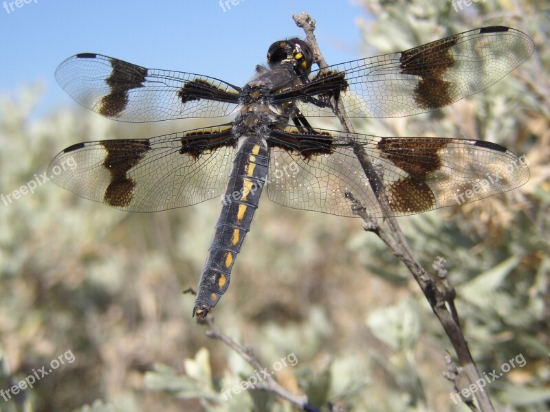 Dragon Fly Sagebrush Cowiche Canyon Yakima Desert