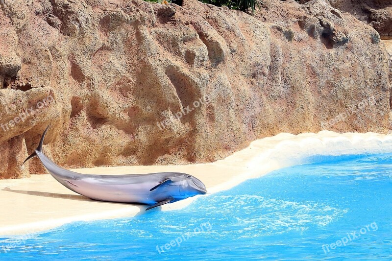 Delfin Dolphinarium Fins Aquarium Mammal