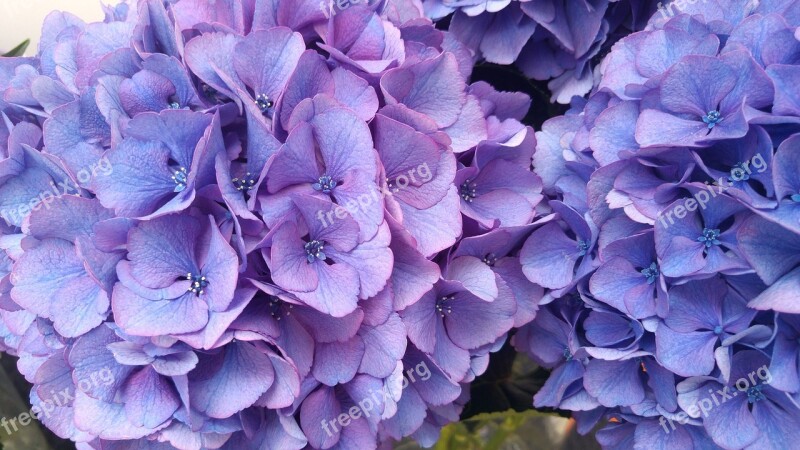 Hydrangea Plant Garden Blue Petals Flower