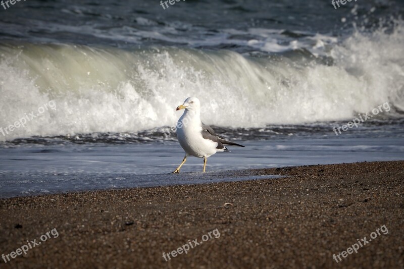 Animal Sea Beach Wave Sea Gull