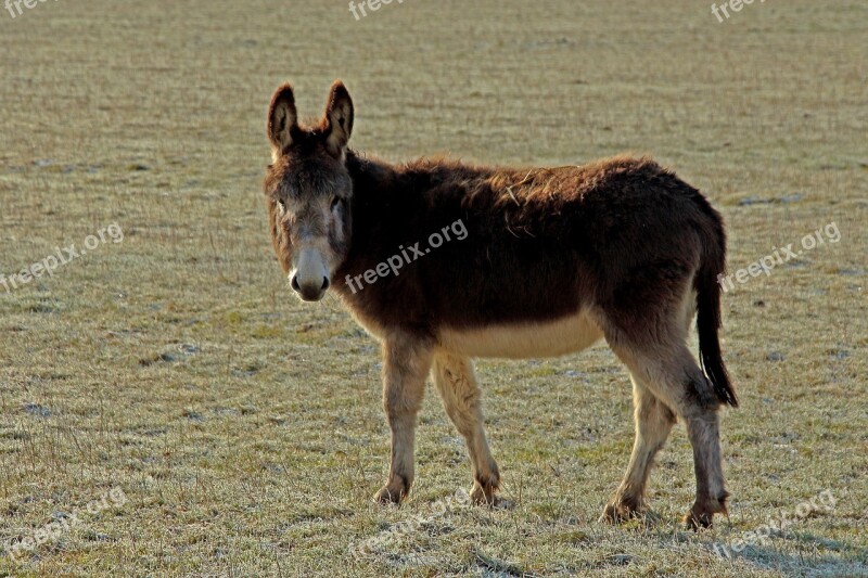 Donkey Muli Animal Mule Free Photos