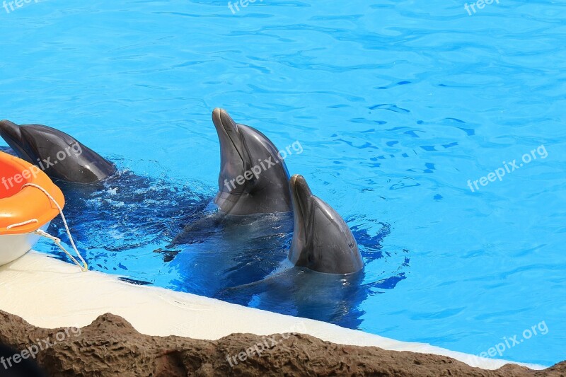 Dolphins Herd Dolphinarium Loro Park Aquarium