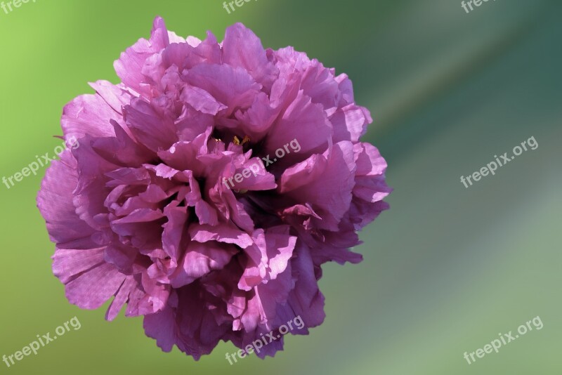 Flower Blossom Bloom Peony Summer