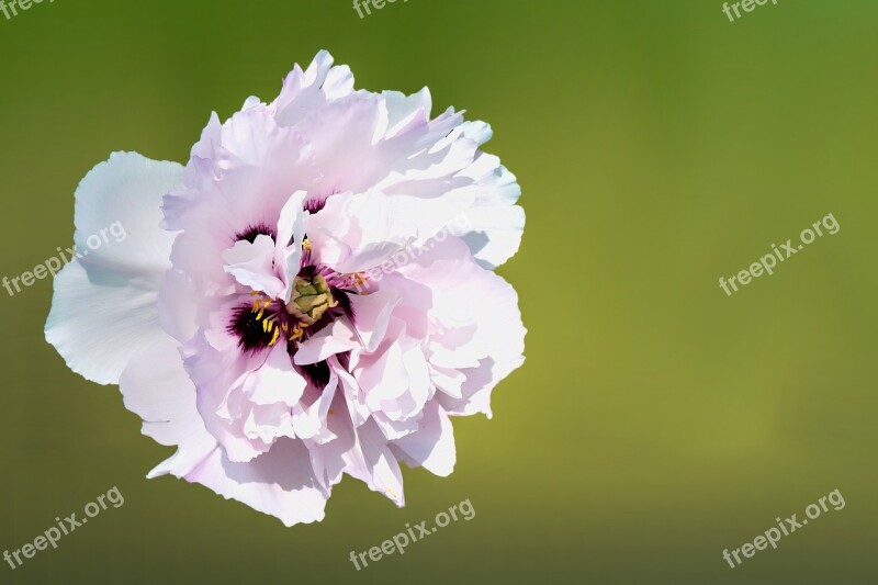 Flower Blossom Bloom Peony Summer