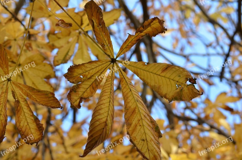 Foliage Spacer Autumn Gold Walk Yellow