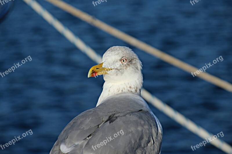 Seagull Sea Port Portonovo Sanxenxo