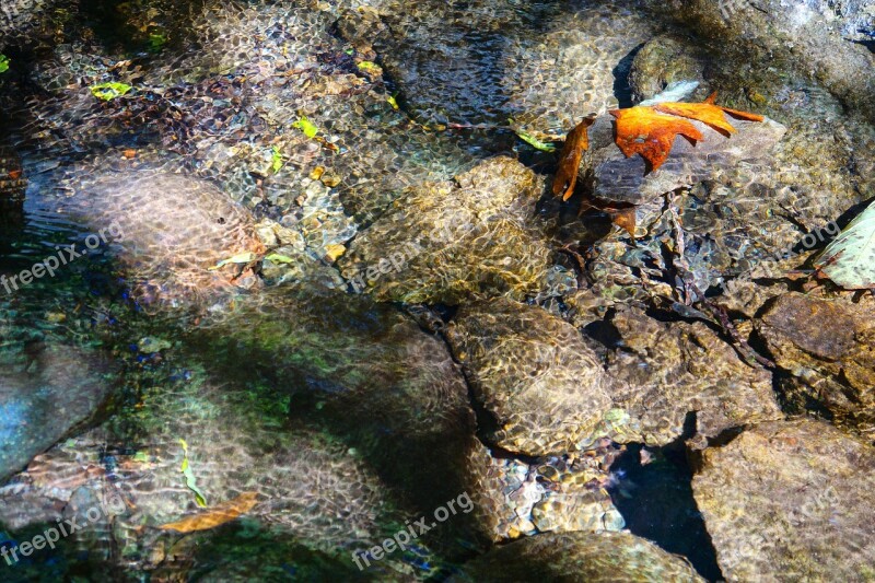 El Salvador River Water Purity Fish