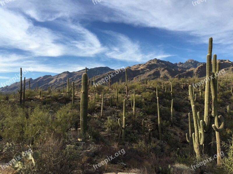 Saguaro Cactus National Park Desert Landscape Sonoran