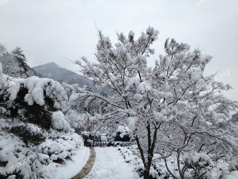 Snow Snow Flower Wood Winter Sky