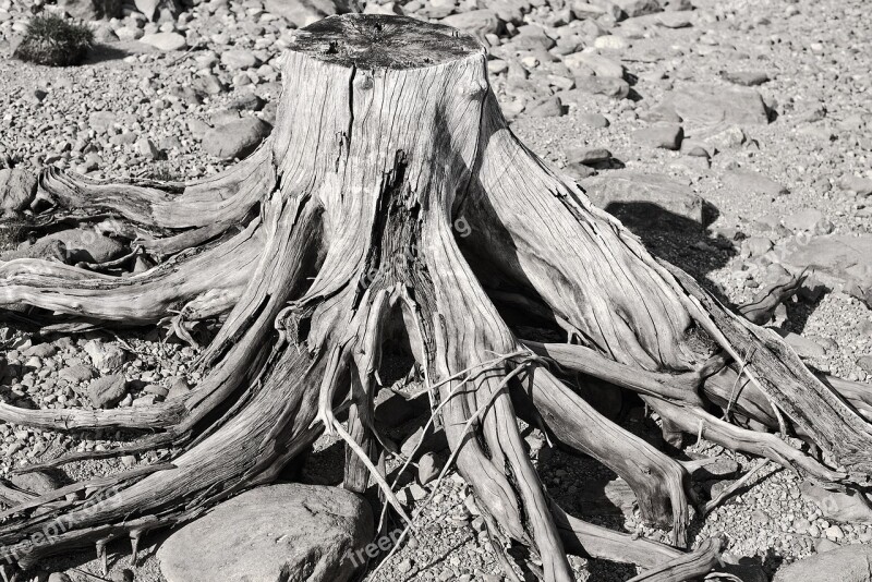 Riverbank Trees Wood Dry Roots