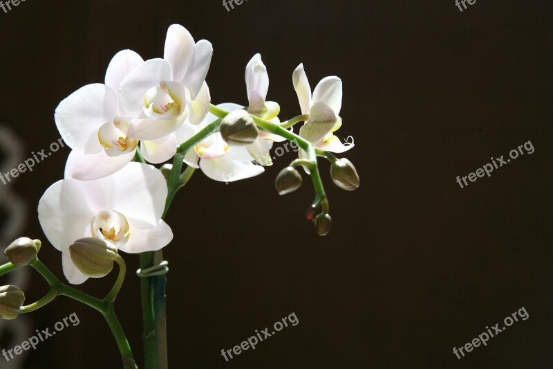 Orchid Buds Tropical Phalaenopsis Botanical