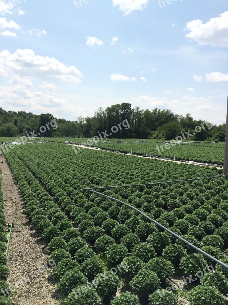 Chrysanthemum Greenhouse Grower Free Photos