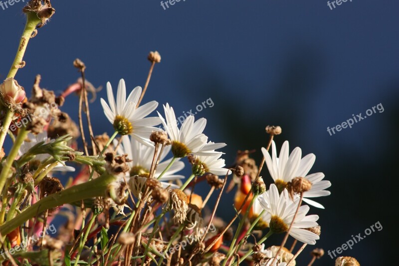 White Flowers Marguerite Daisies Free Photos