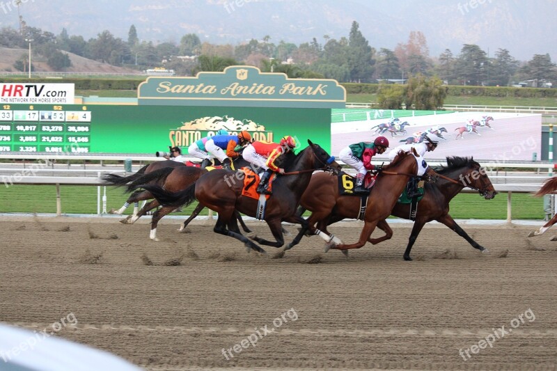 Finish Line Horse Race Thoroughbred Jockey Free Photos