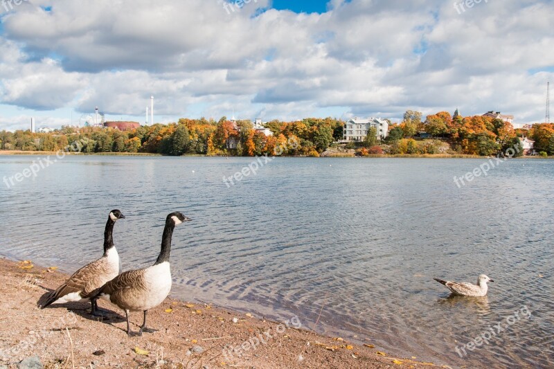 Bird Goose Canada Goose Nature Nature Photo