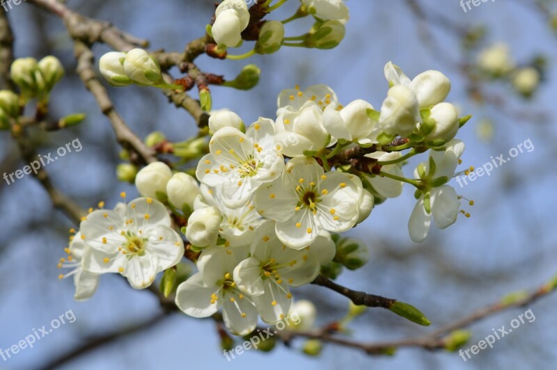 Spring Apple Blossom Branch Bloom Tree