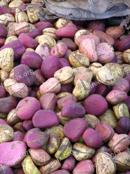 Mali Nuts Kola Travel Africa