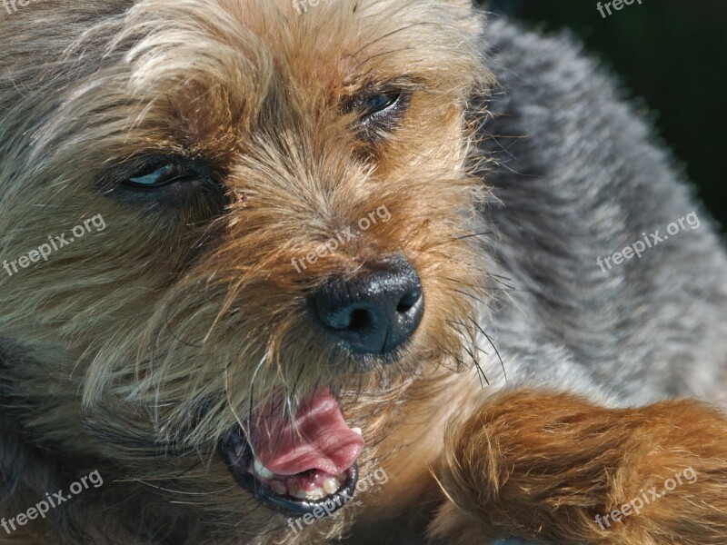 Dog Yorkshire Yawn Head Close Up