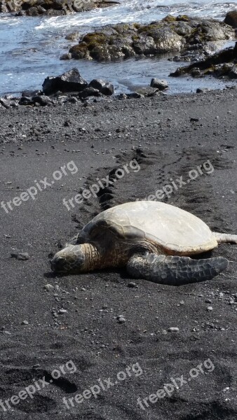 Hawaii Sea Turtle Black Sand Beach Free Photos