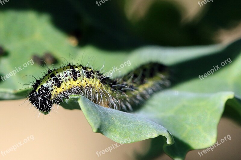 Caterpillar Pieris Brassicae Pest Glutton Offspring