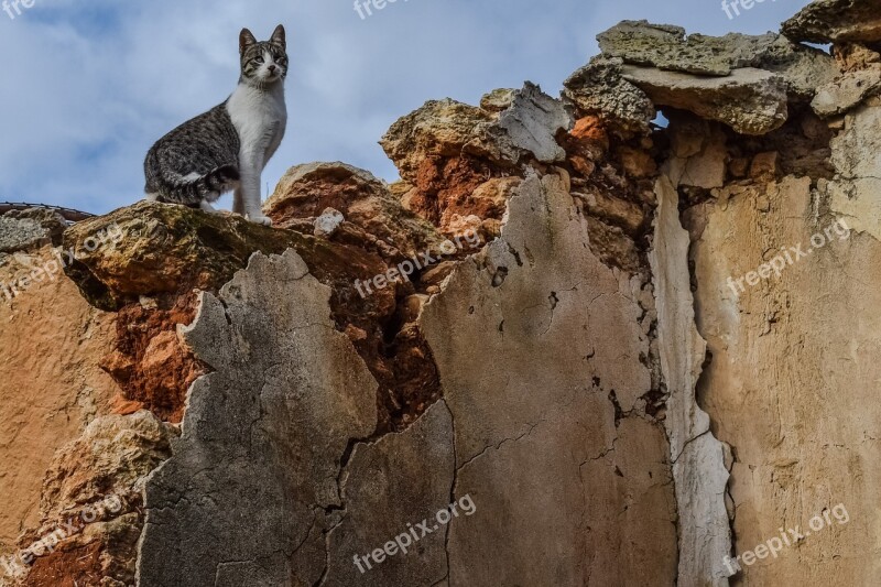 Cat Feral Wall Damaged Decay