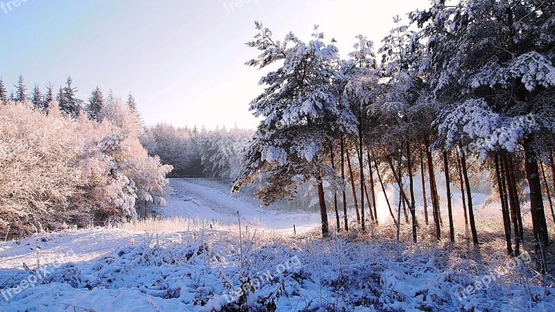 Snow Forest Winter Landscape Trees Snowy