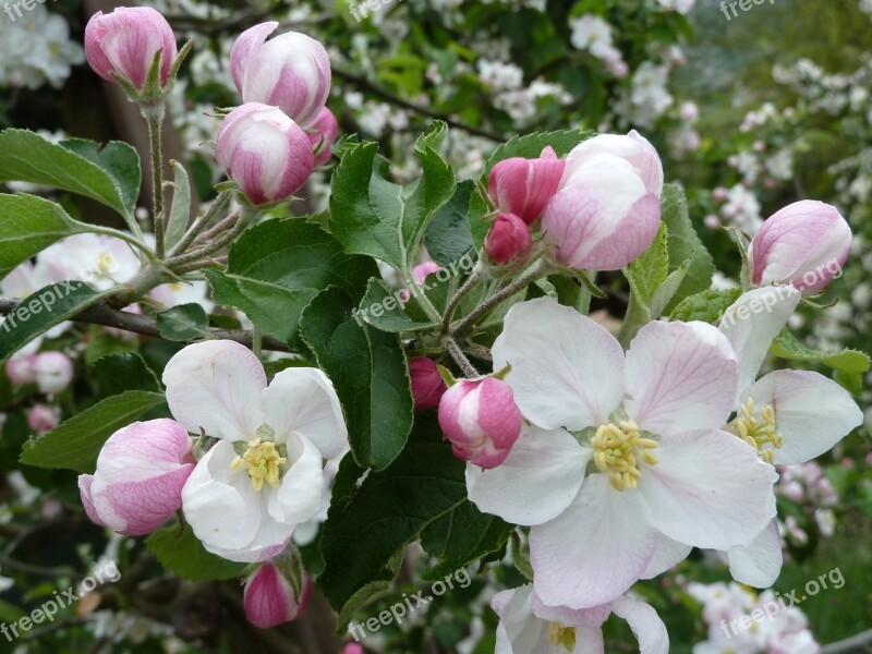 Apple Blossoms Spring Blossom Bloom Nature