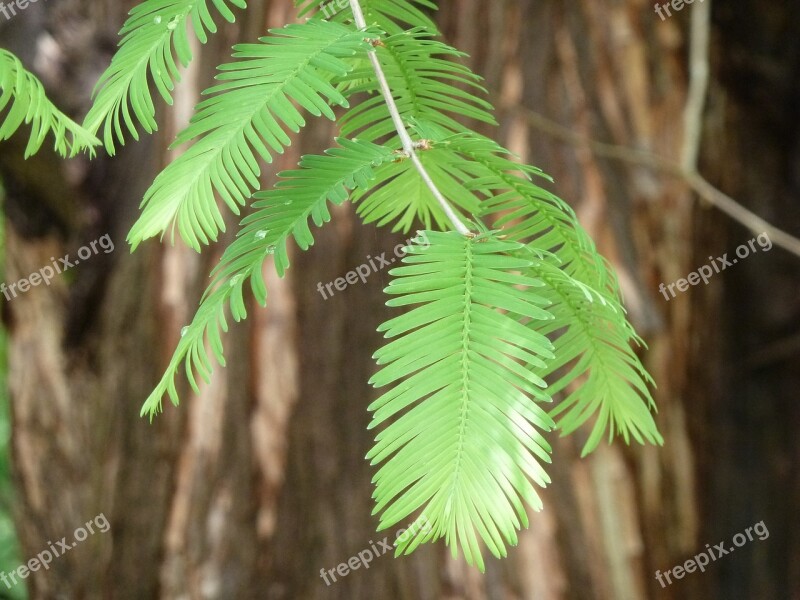 Sequoia Leaves Giant Redwood Bark Tree