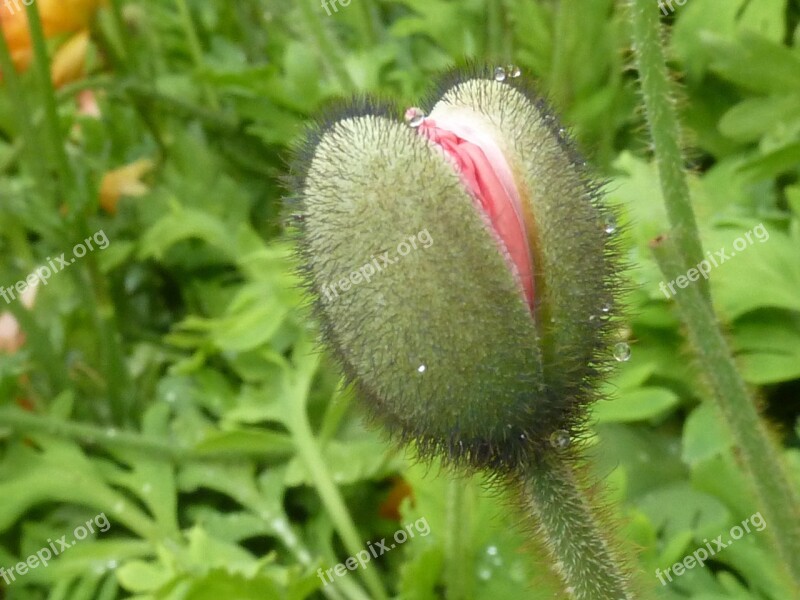 Poppy Bud Bud Flower Bud Mohngewaechs Poppy