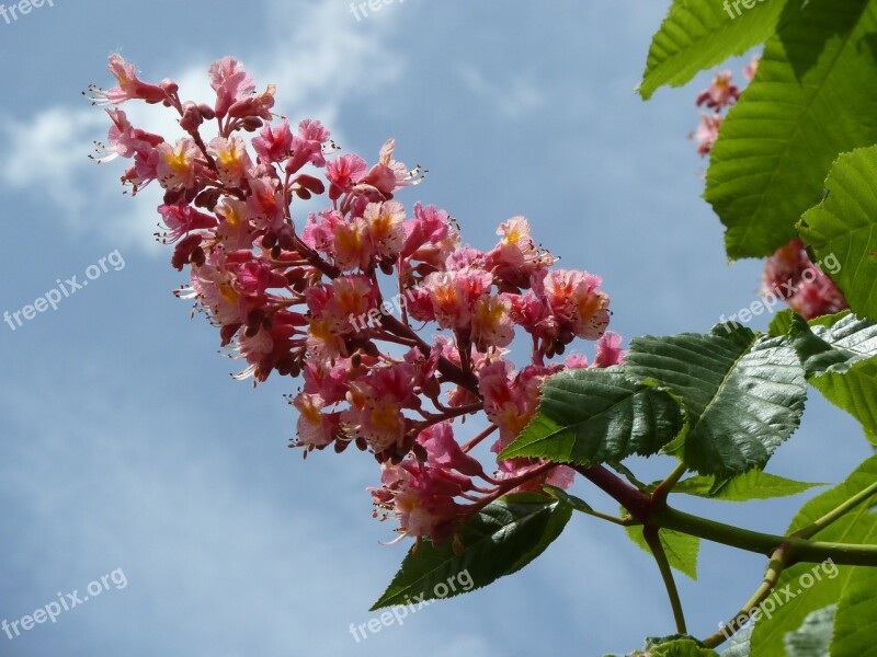 Chestnut Blossom Bloom Pink Chestnut Blossom