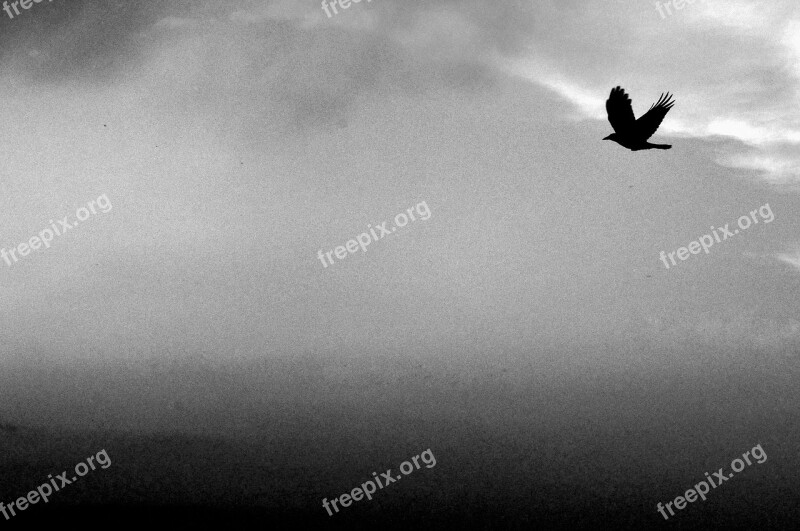 Sky Bird Flight Black White