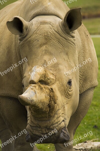 Rhino Beast Wild Rhinoceros Horn